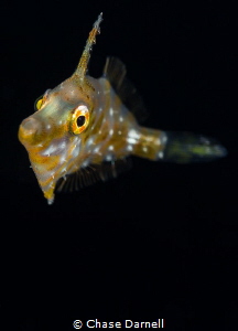 "Golden Eye"
Finding a Slender Filefish in the blue wate... by Chase Darnell 